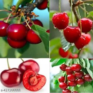 অস্ট্রেলিয়ান রেড চেরি গাছ