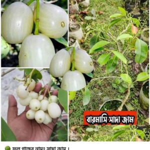 বারোমাসি সাদা জাম গাছ