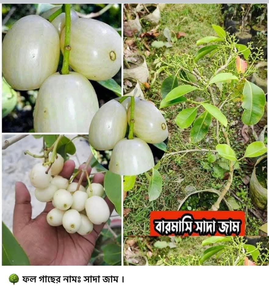 বারোমাসি সাদা জাম গাছ