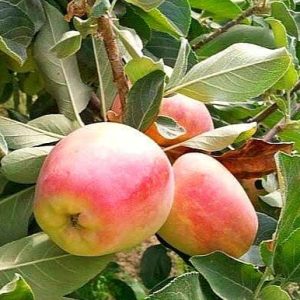 অস্ট্রেলিয়ান আপেল গাছ