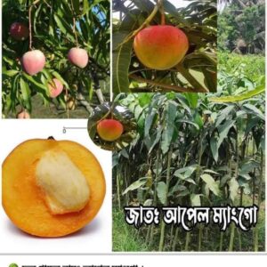 আপেল ম্যাংগো গাছ