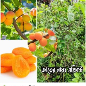 এপ্রিকট গাছ