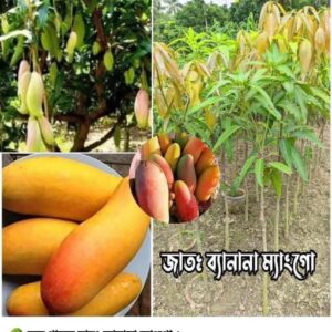 ব্যানানা ম্যাংগো গাছ