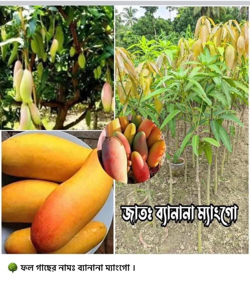 ব্যানানা ম্যাংগো গাছ