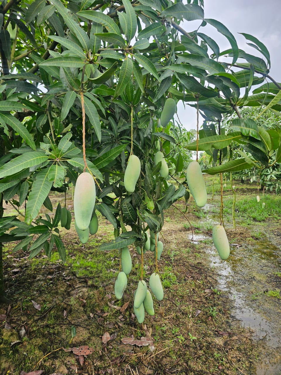ব্যানানা ম্যাংগো গাছ - Image 4