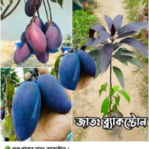 ব্ল্যাক স্টোন আম গাছ