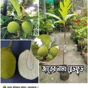 ব্রেড ফ্রুট গাছ