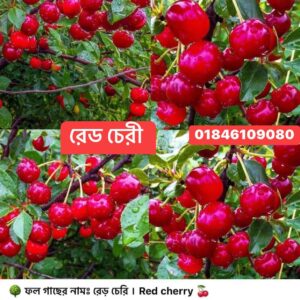 রেড চেরি গাছ