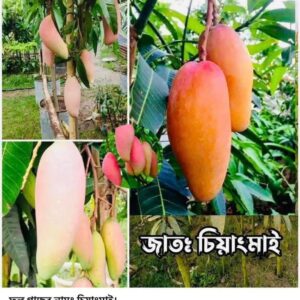 চিয়াংমাই আমগাছ