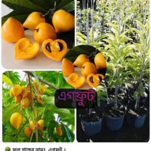 এগফ্রুটস গাছ