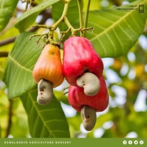 কাজু বাদাম গাছ