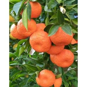 কমলা গাছ