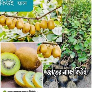 কিউই ফল গাছ