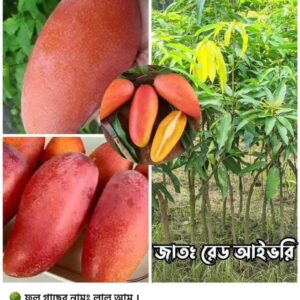 রেড আইভরি গাছ