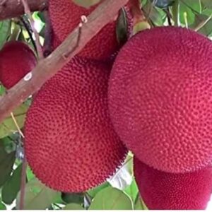 লাল কাঁঠাল গাছ