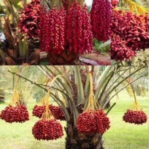 লাল খেজুর গাছ