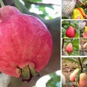 মিশরীয় লাল পেয়ারা গাছ