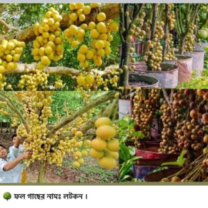 লটকন গাছ