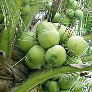 হাইব্রিড নারকেল গাছ