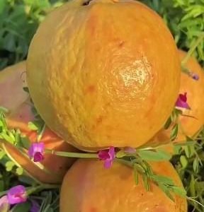 রেড ইয়োলো পিংক পেয়ারা গাছ