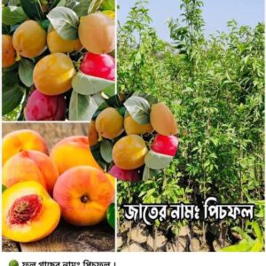 পিচফল গাছ