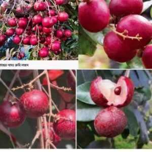 রুবি লংগান গাছ