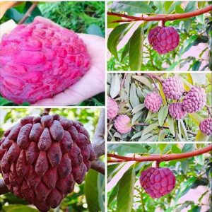 ১২মাসি থাই লাল শরিফা গাছ