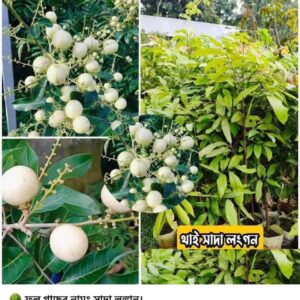 থাই  সাদা লঙ্গন গাছ