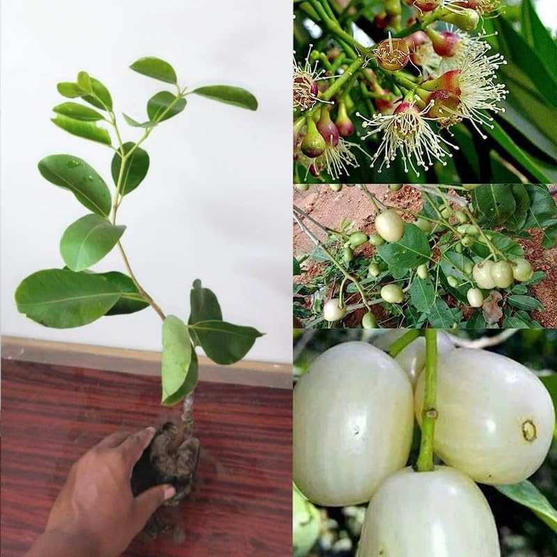 বারোমাসি সাদা জাম গাছ - Image 2