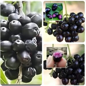 থাই কালো জাম গাছ...